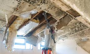 Best Mold Remediation for Healthcare Facilities in , IA